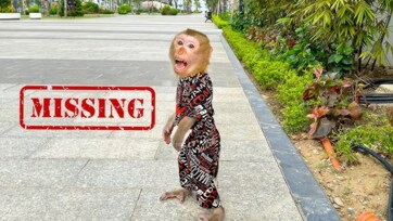 Baby Monkey on the Road – Cute Monkey Exploring Cars, Sounds & Street Fun